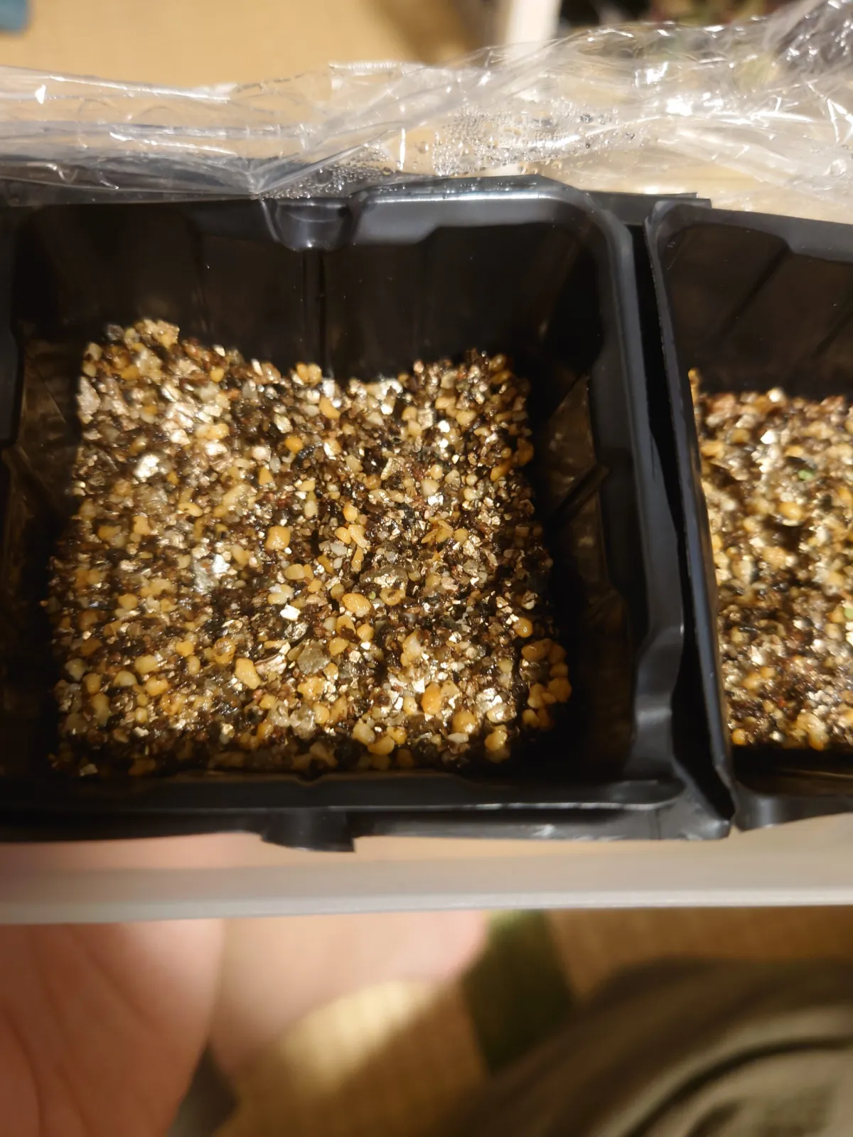 Echeveria gracilis (エケベリア グラキリス)