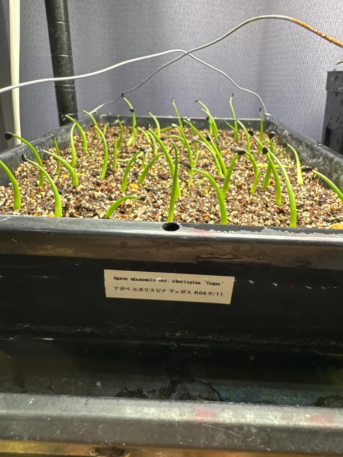 Agave utahensis var. eborispina 'Vegas' (アガベ エボリスピナ ヴェガス)