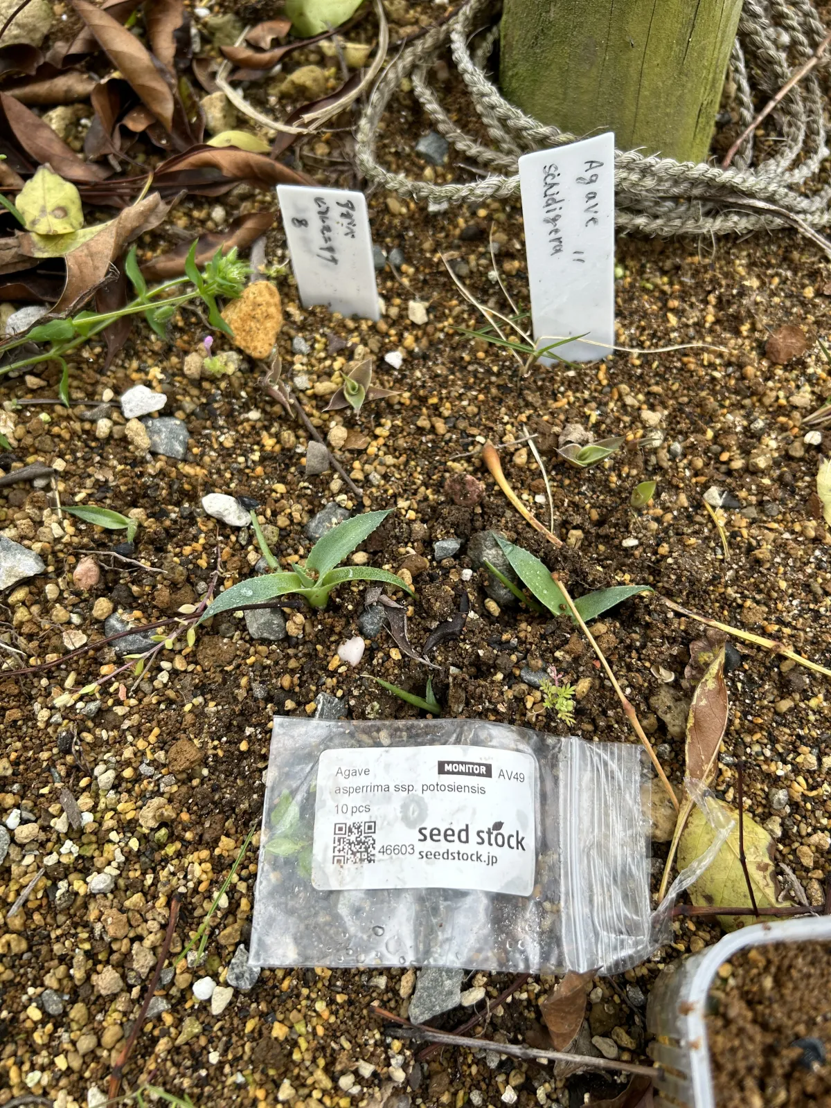 Agave asperrima (アガベ アスペリーマ)