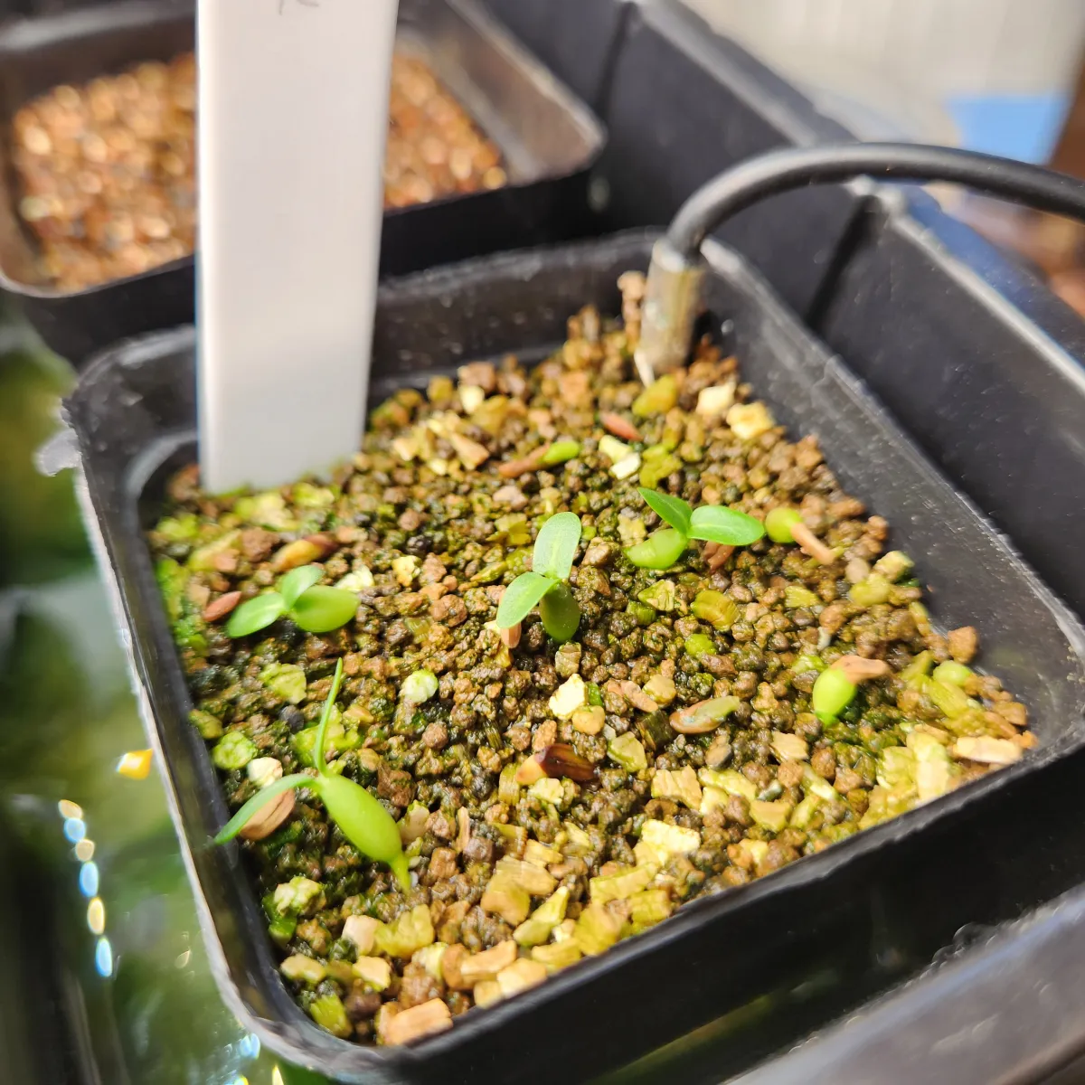 Pachypodium densiflorum var. brevicalyx (パキポディウム ブレビカリックス)