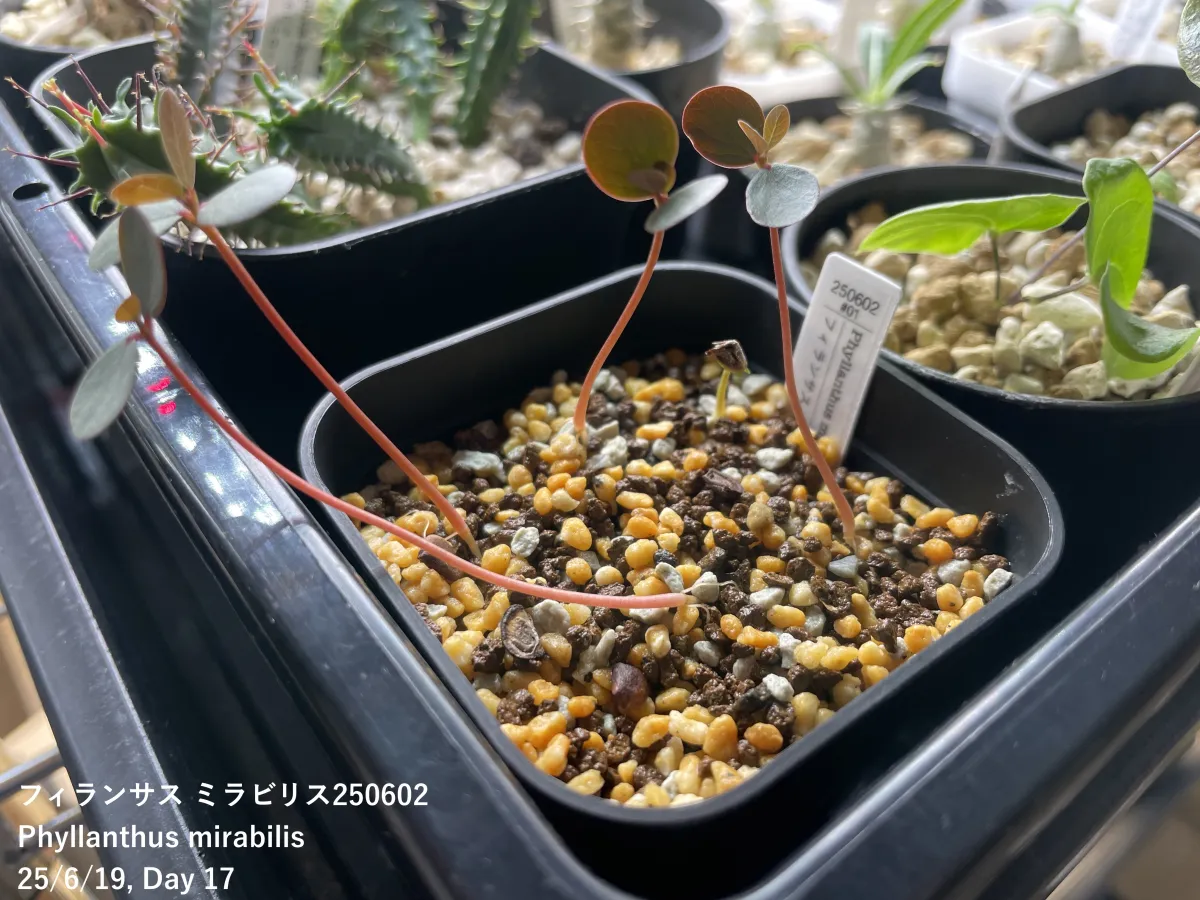 Phyllanthus mirabilis (フィランサス ミラビリス)