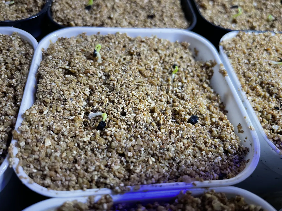 Agave parryi var. truncata (アガベ パリー トランカータ)