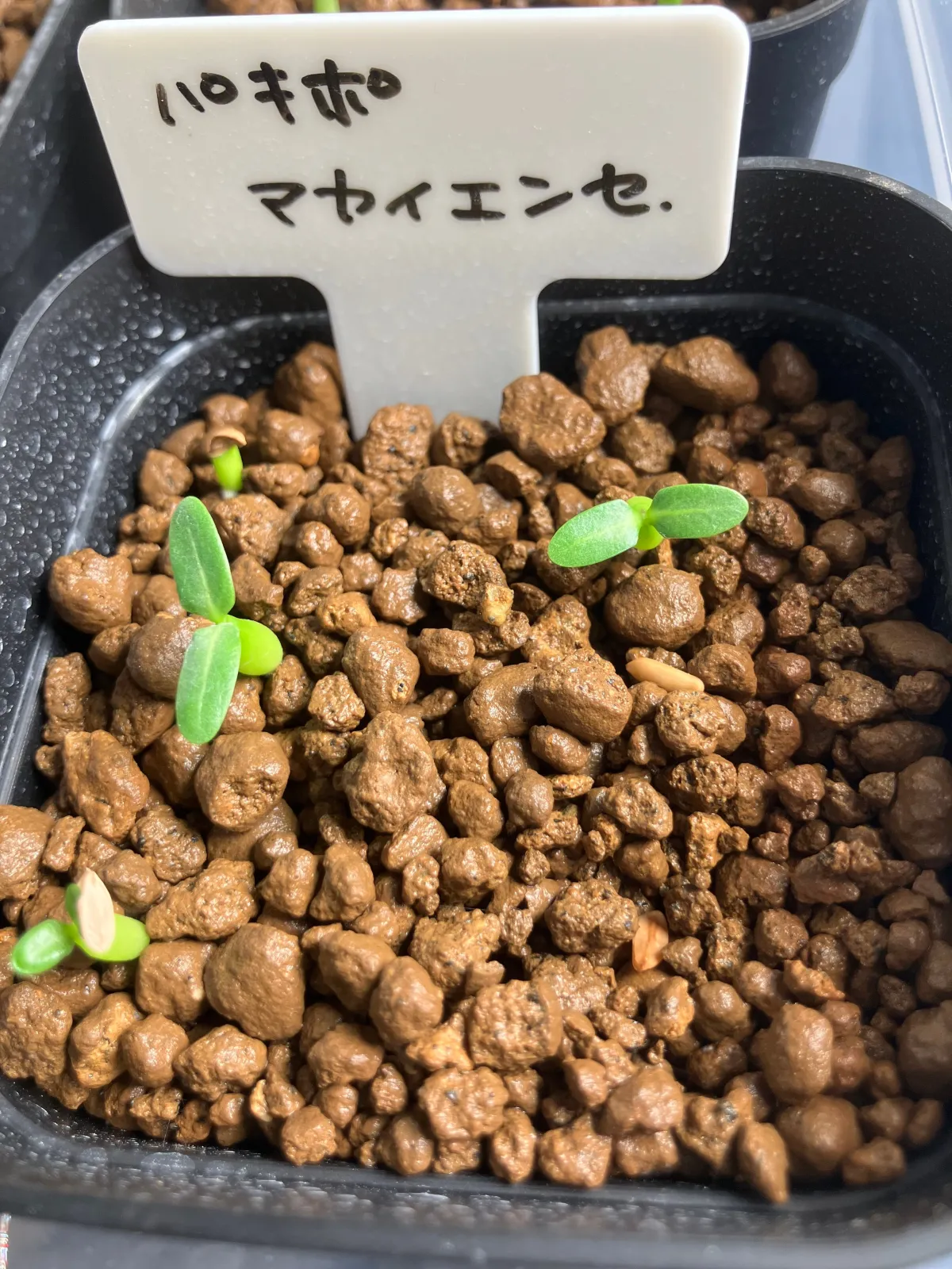 Pachypodium rosulatum subsp. makayense (パキポディウム マカイエンセ)