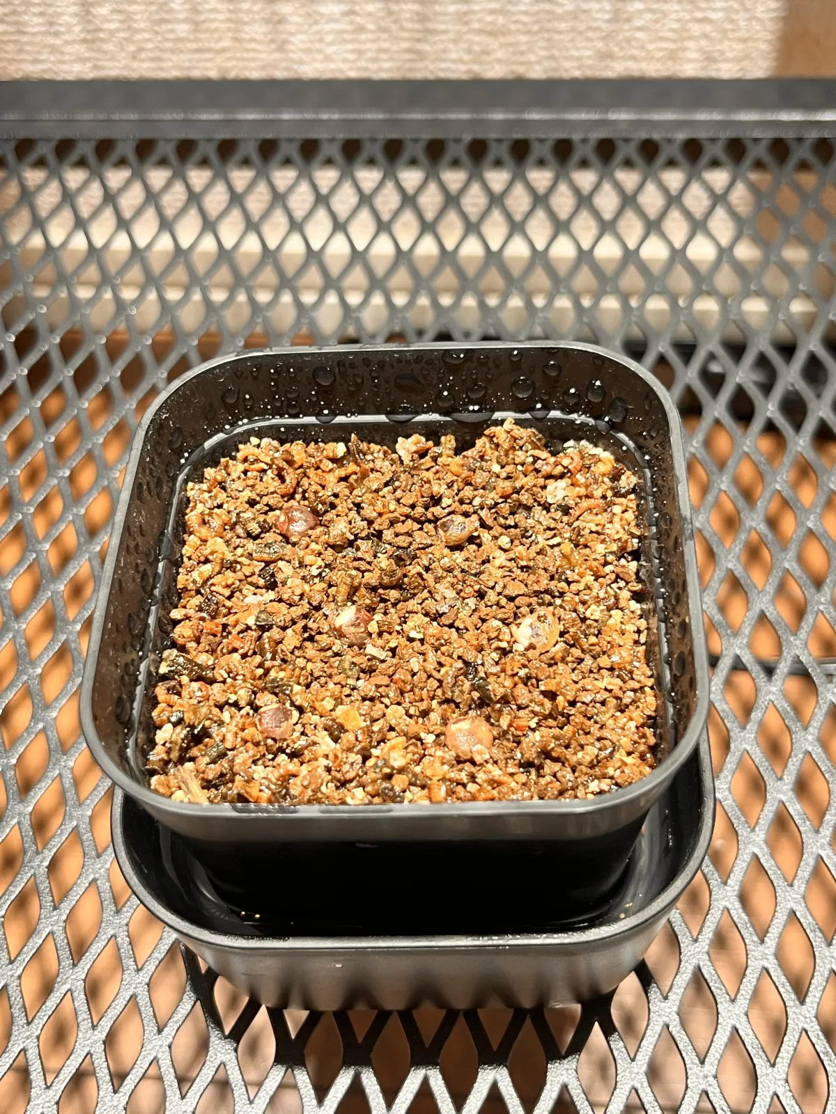 Operculicarya pachypus (オペルクリカリア パキプス)