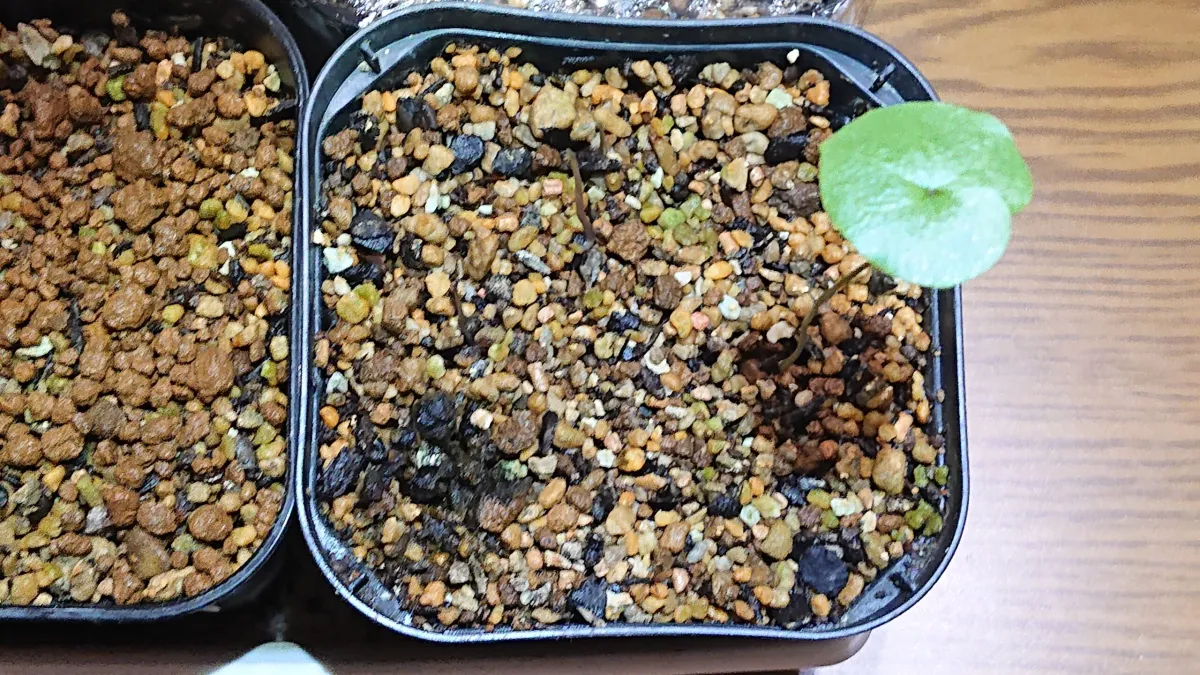 Dioscorea elephantipes (ディオスコレア エレファンティペス アフリカ亀甲竜)