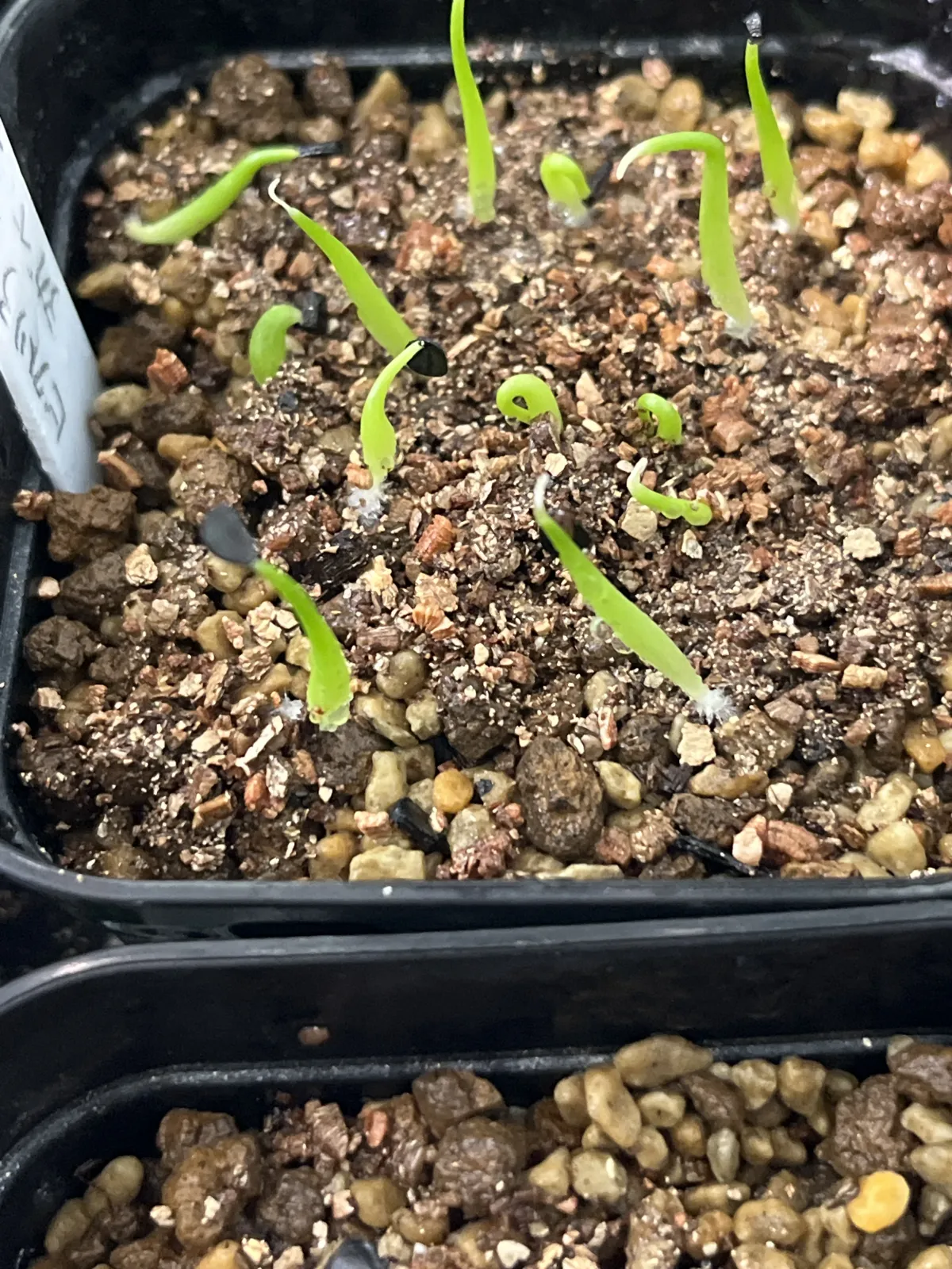 Agave victoriae-reginae ssp. swobodae 'Compacta' (アガベ スワボダエ コンパクタ‘’)