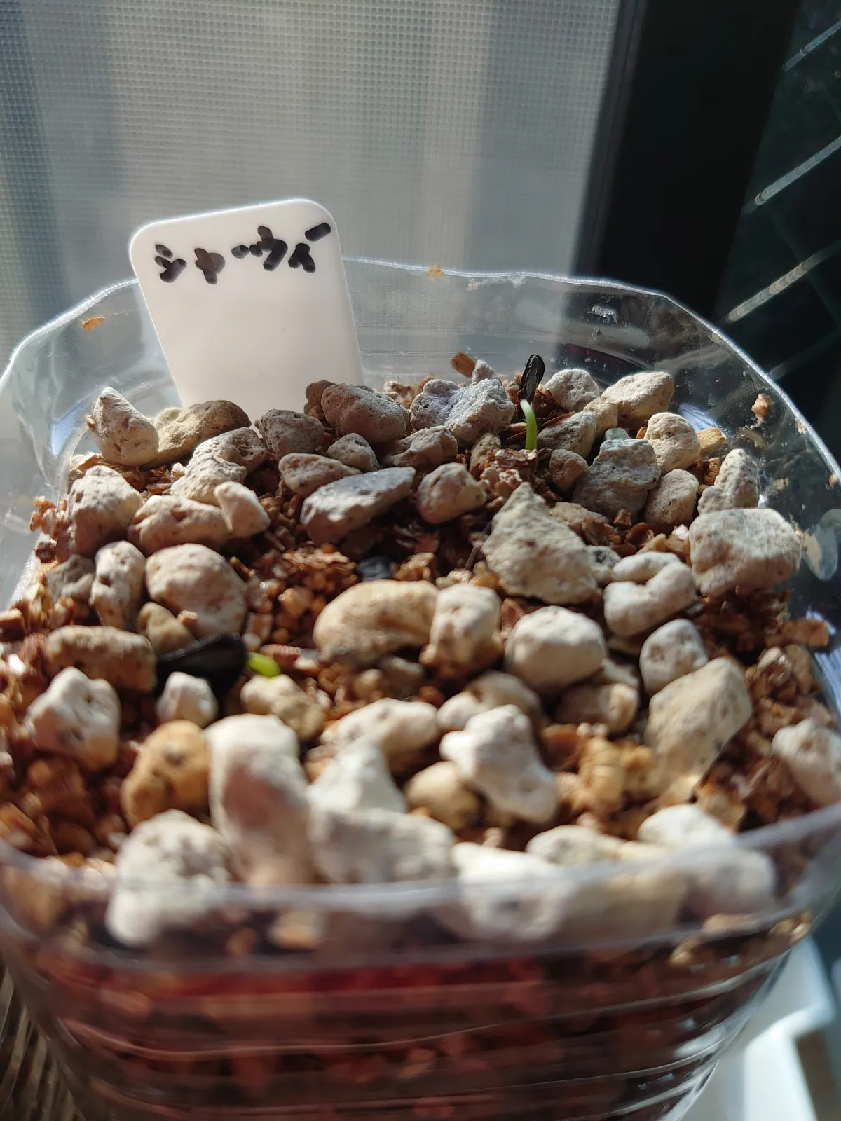 [チャレンジ種子] アガベ シャウィ（発芽難） Agave shawii subsp. shawii (発芽難)