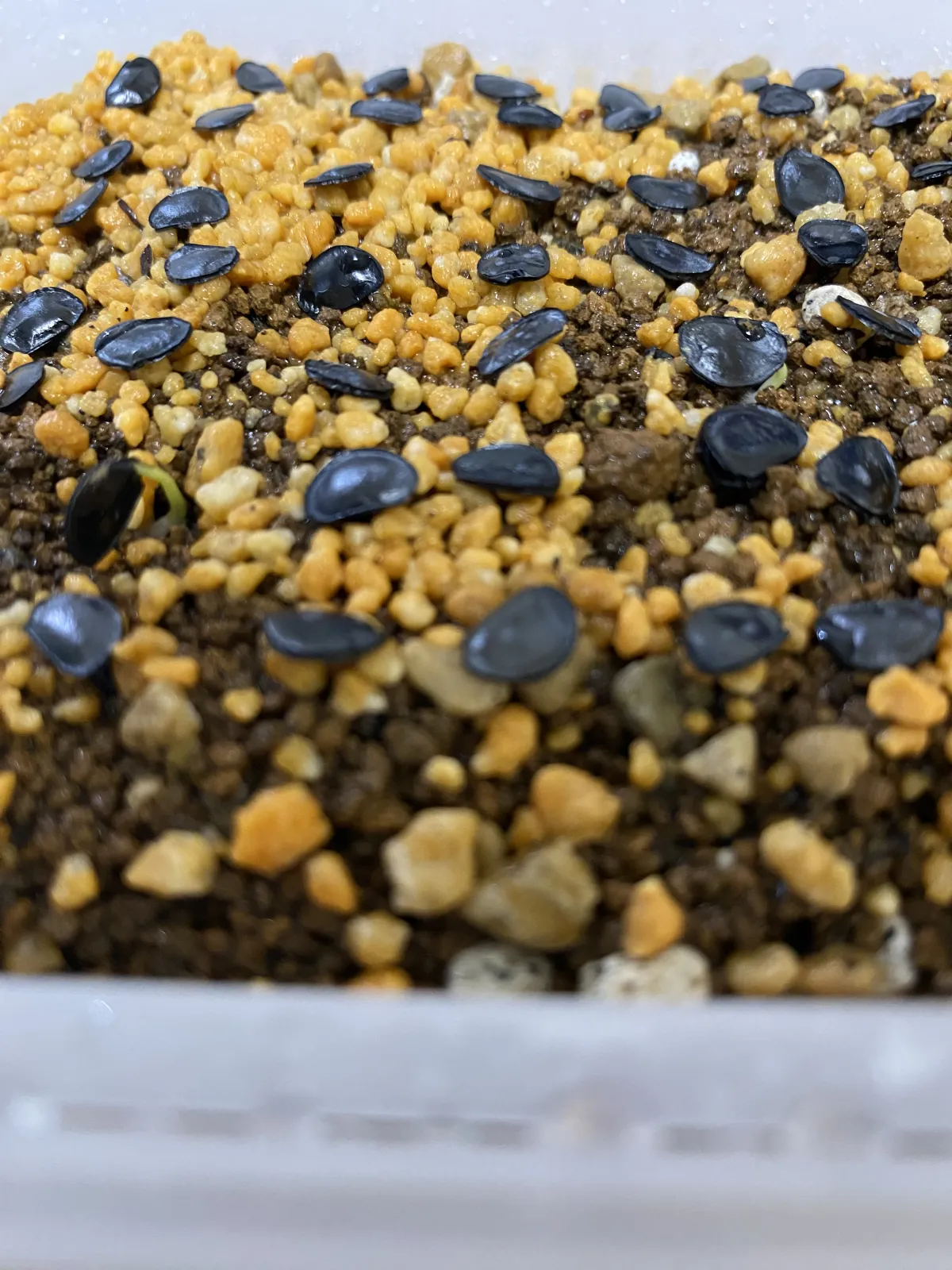 [チャレンジ種子] アガベ シャウィ（発芽難） Agave shawii subsp. shawii (発芽難)