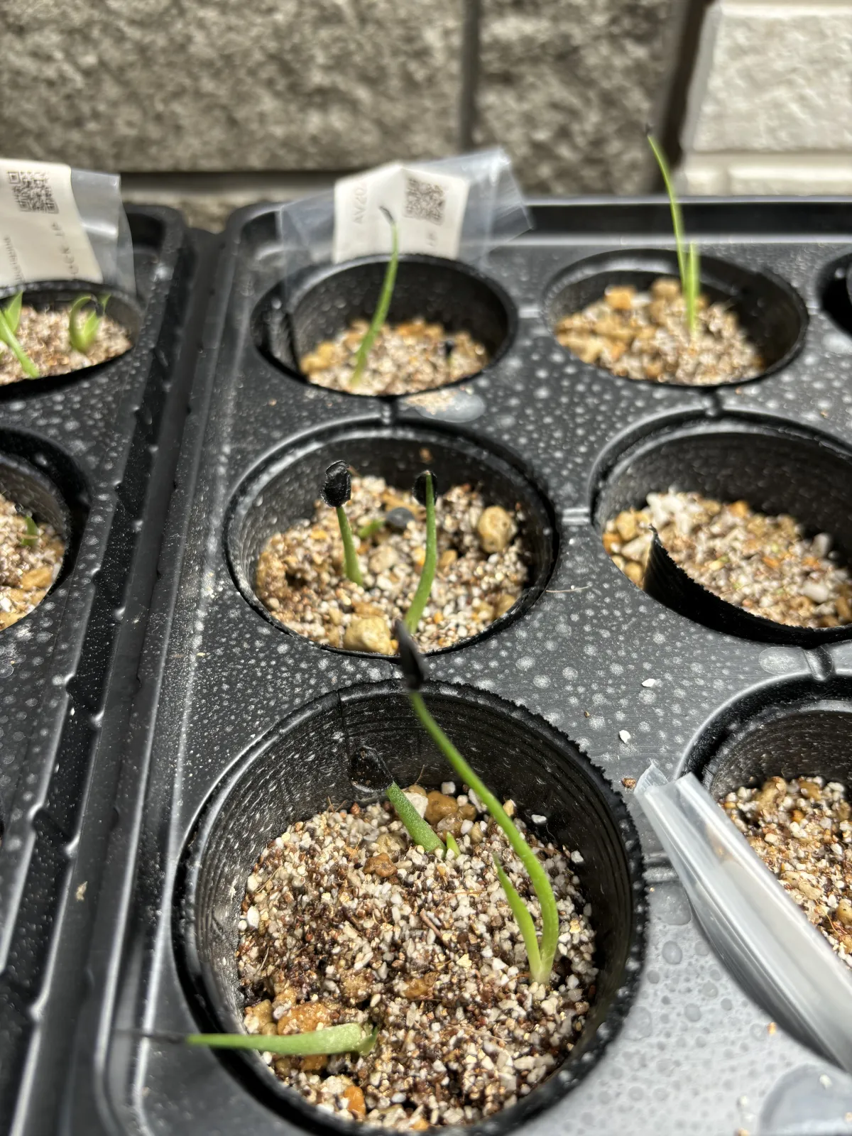  アガベ ミックス Agave Mix