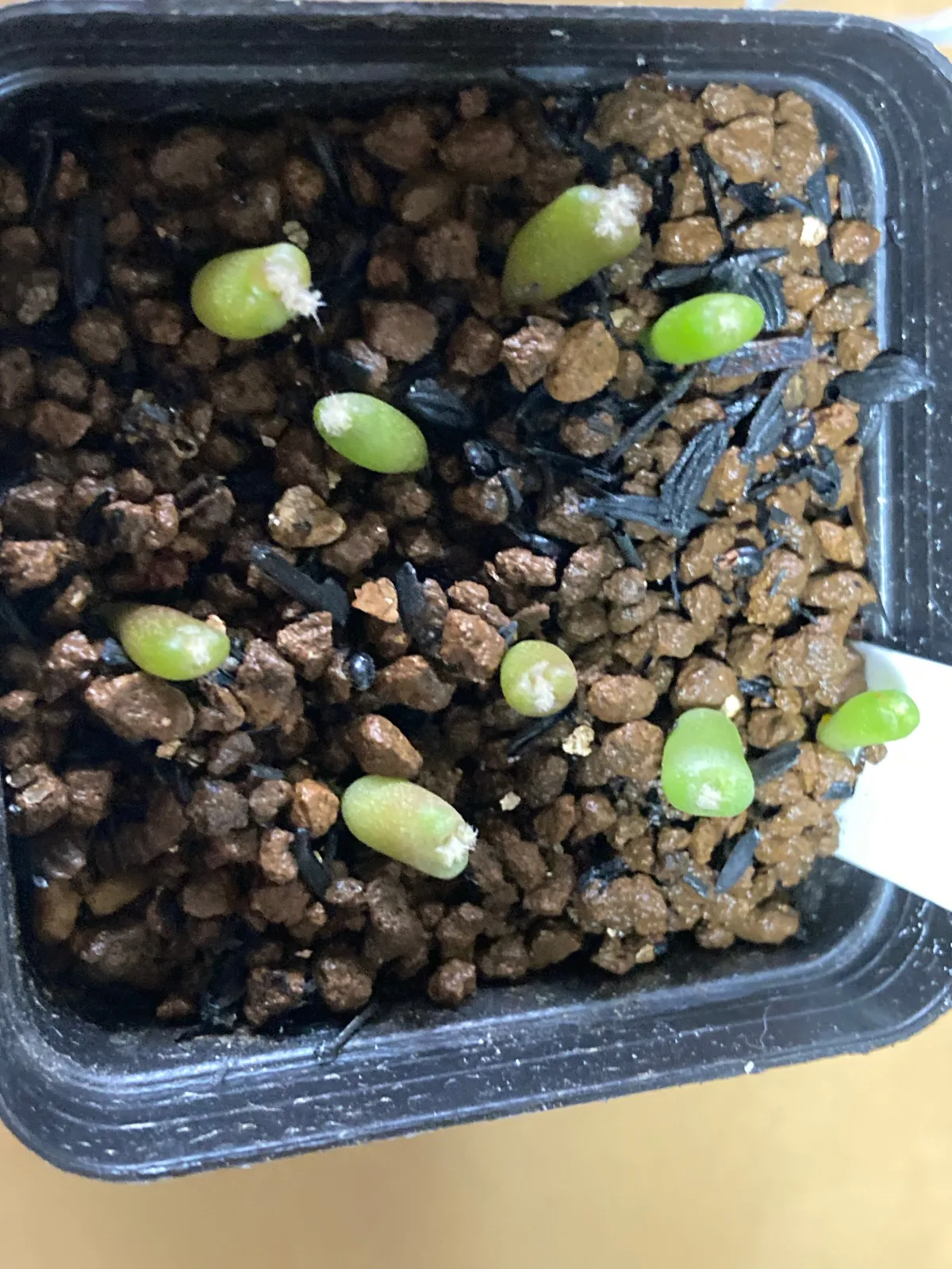 Echinocactus platyacanthus (エキノカクタス プラティアカンサス)