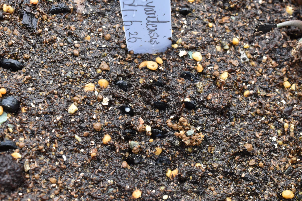 Agave nayaritensis (アガベ ナヤリテンシス)