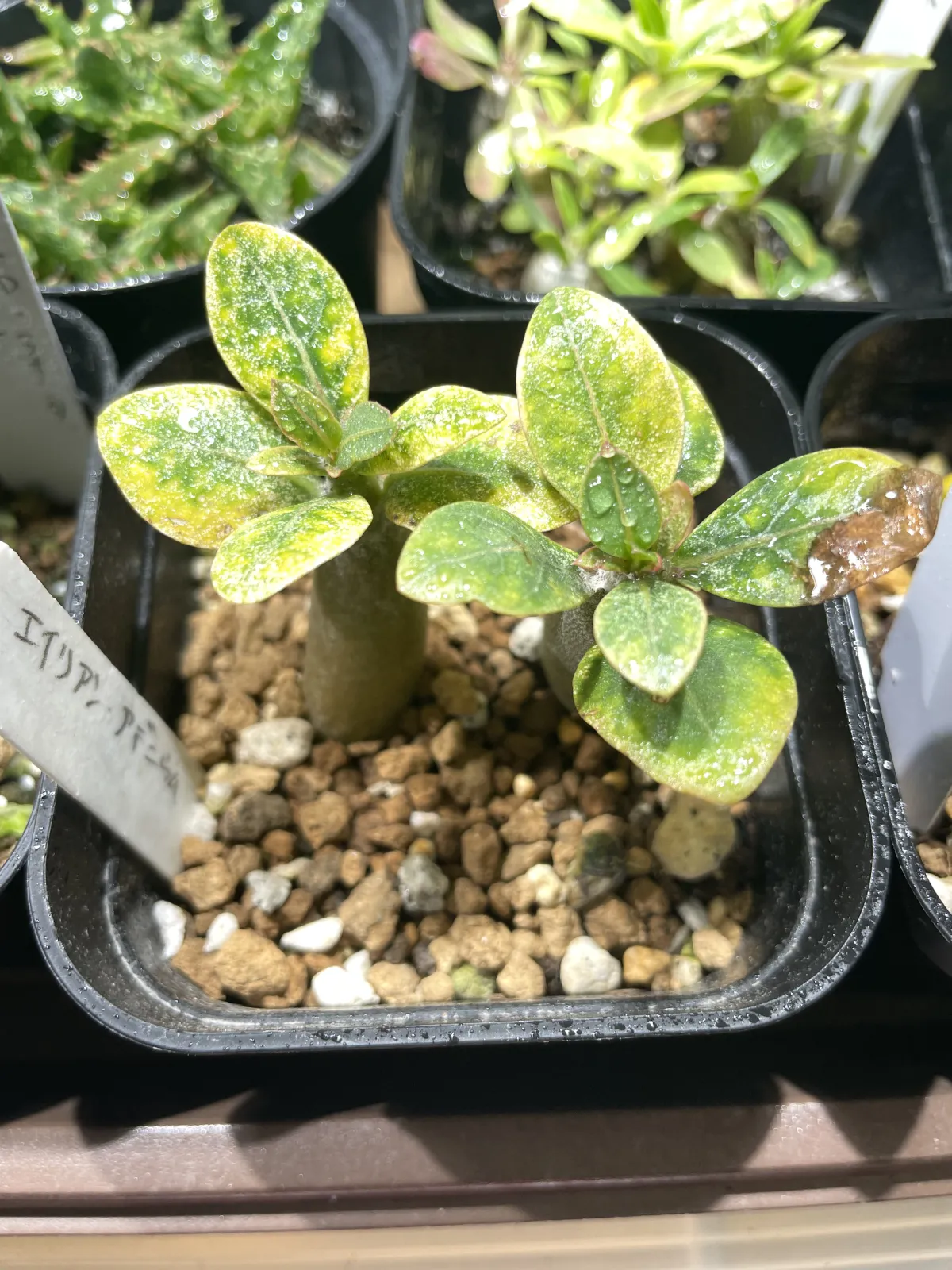 Adenium arabicum (アデニウム エイリアン)