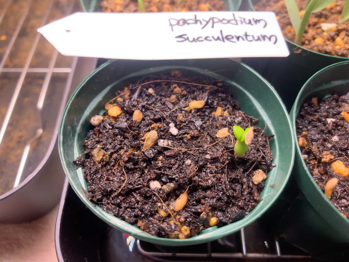 Pachypodium succulentum (パキポディウム サキュレンタム 天馬空)