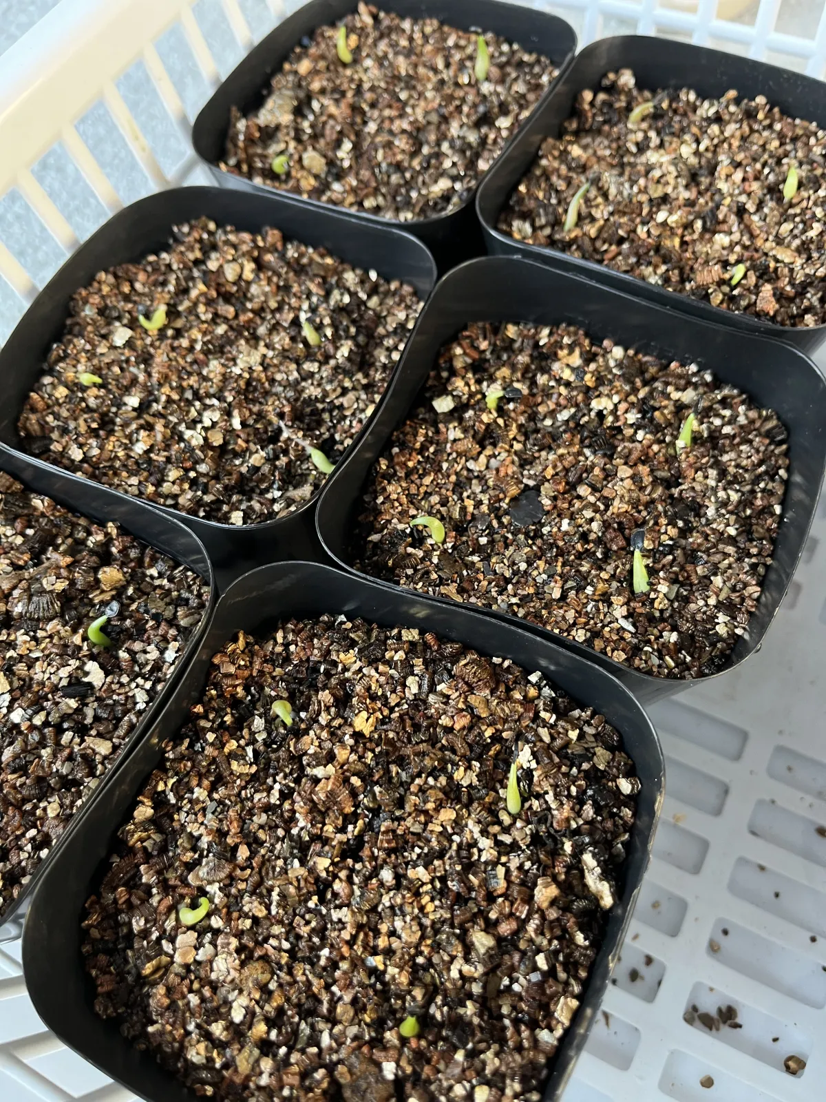 Agave oteroi (アガベ オテロイ)