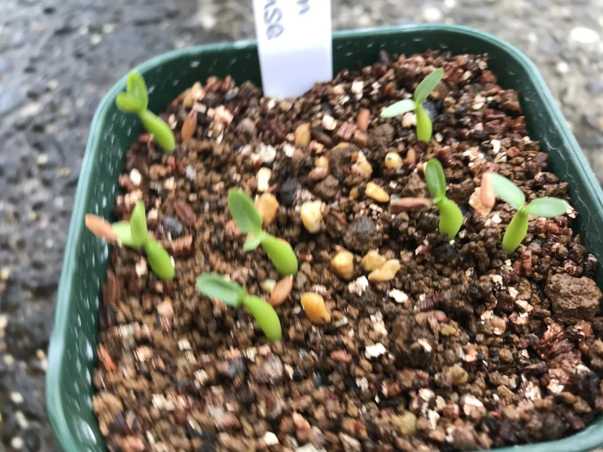 Pachypodium horombense (パキポディウム ホロンベンセ)