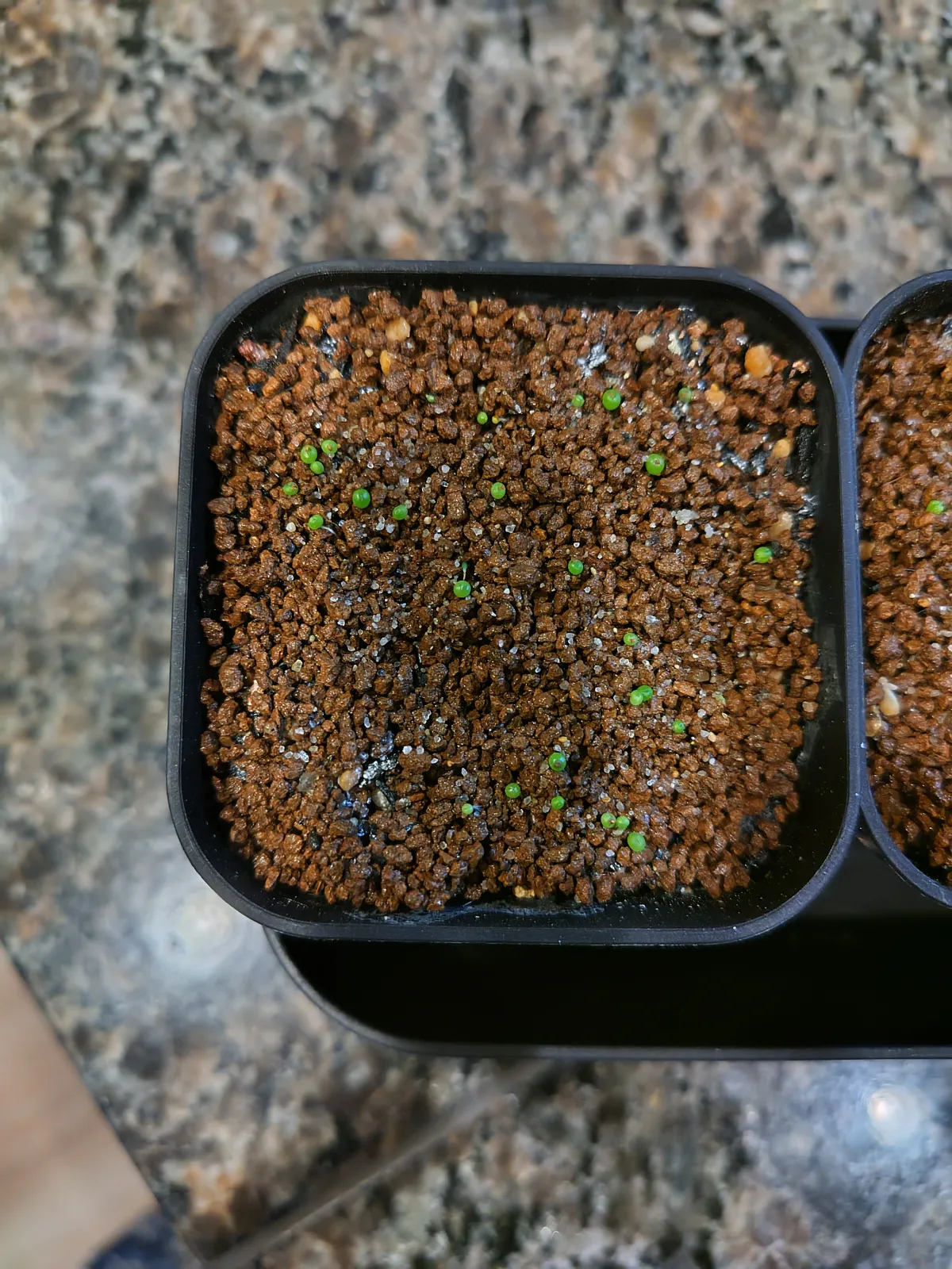 Conophytum calculus (コノフィツム カルキュルス 玉翡翠)