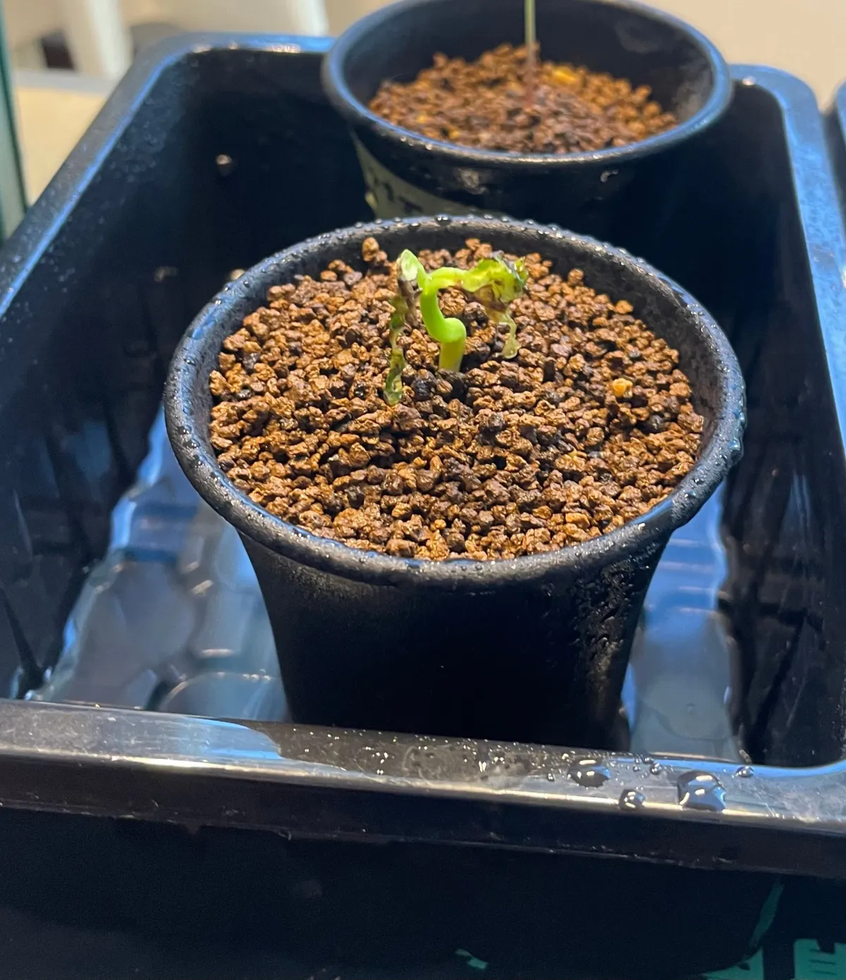 Cyphostemma laza (キフォステンマ ラザ)