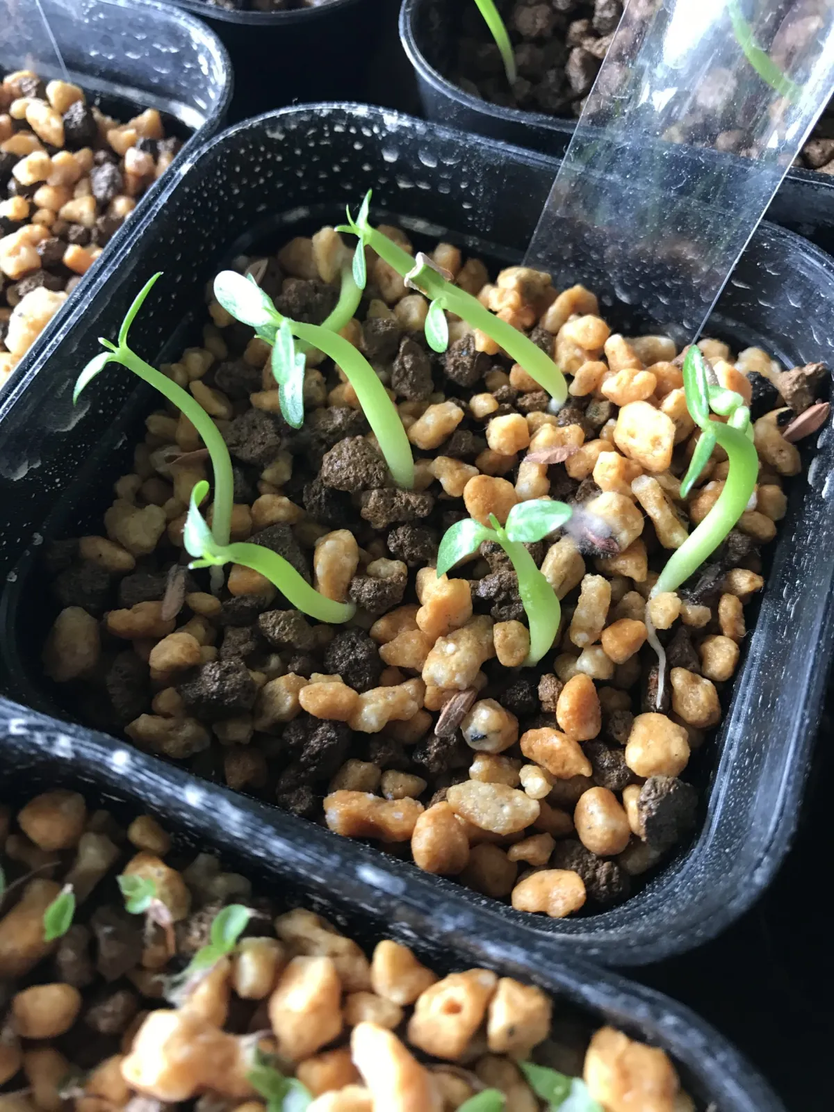 Pachypodium rosulatum var. gracilius (パキポディウム グラキリス)