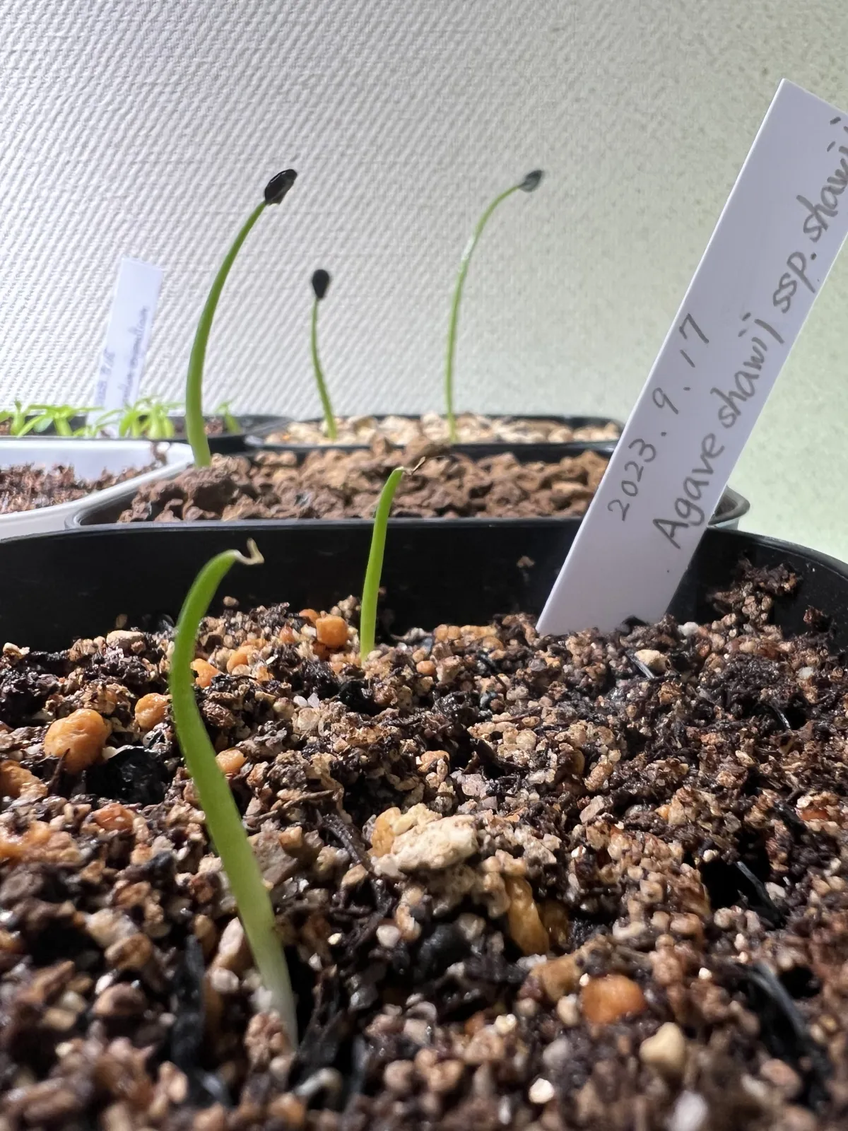 [チャレンジ種子] アガベ シャウィ（発芽難） Agave shawii subsp. shawii (発芽難)