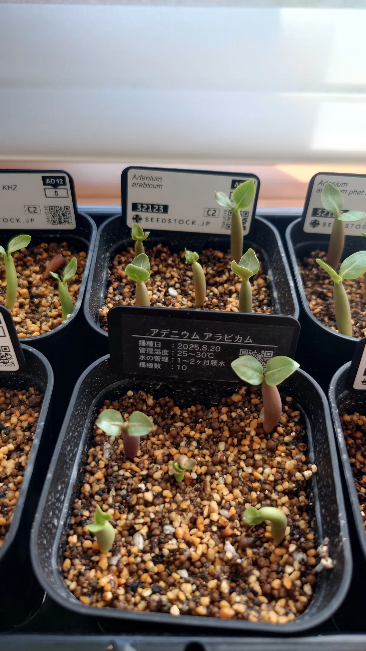 Adenium arabicum (アデニウム アラビカム)