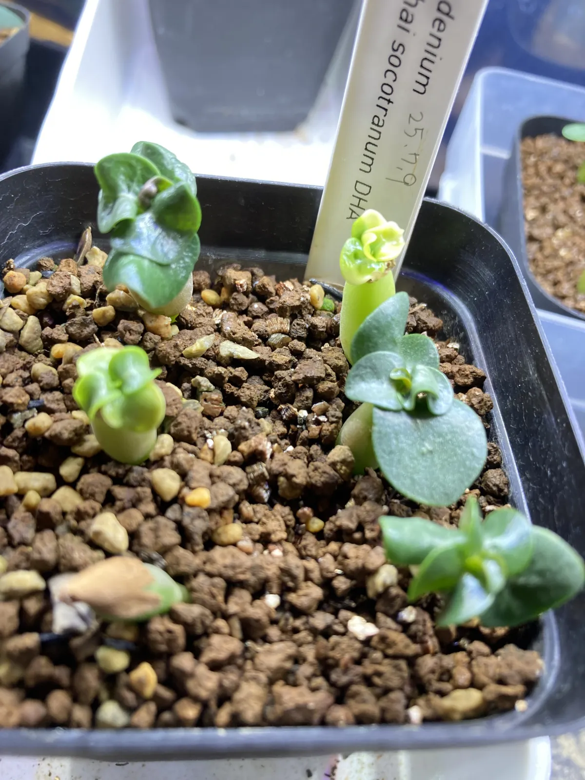 Adenium obesum thai socotranum DHA (アデニウム タイソコ DHA)