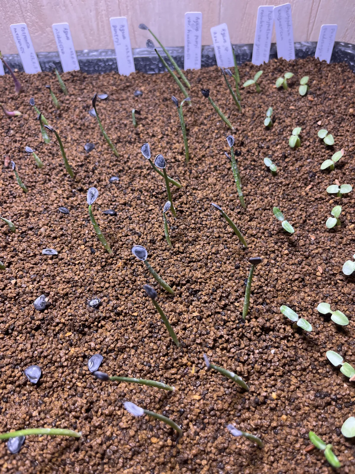 Agave parryi var. huachucensis (アガベ フアチュセンシス)