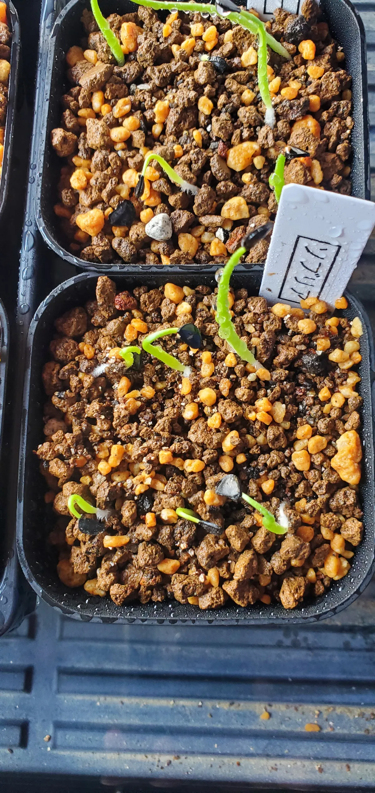 Agave sobria subsp. sobria (アガベ ソブリア)