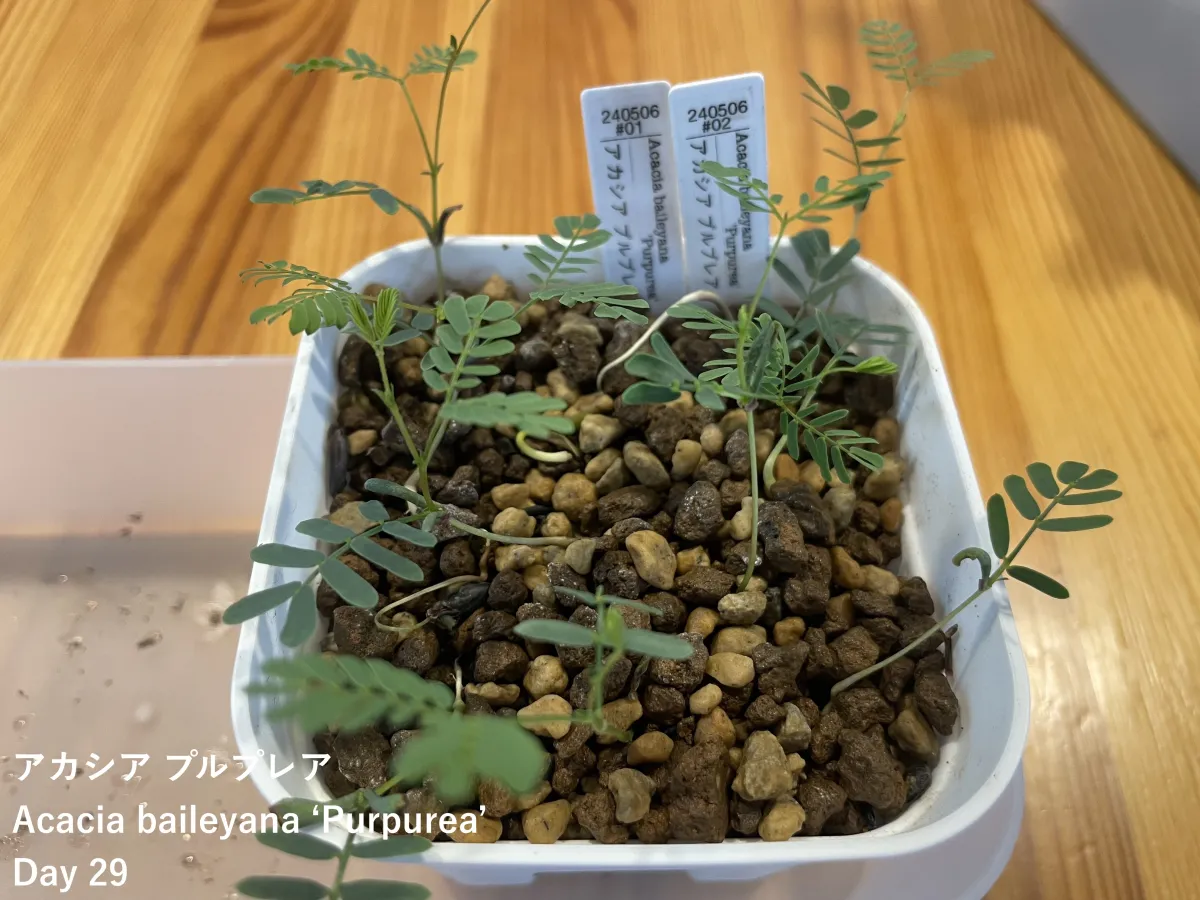 Acacia baileyana 'Purpurea' (アカシア プルプレア)