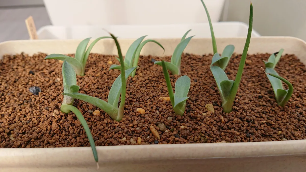 Agave americana ssp. americana (アガベ アメリカーナ)