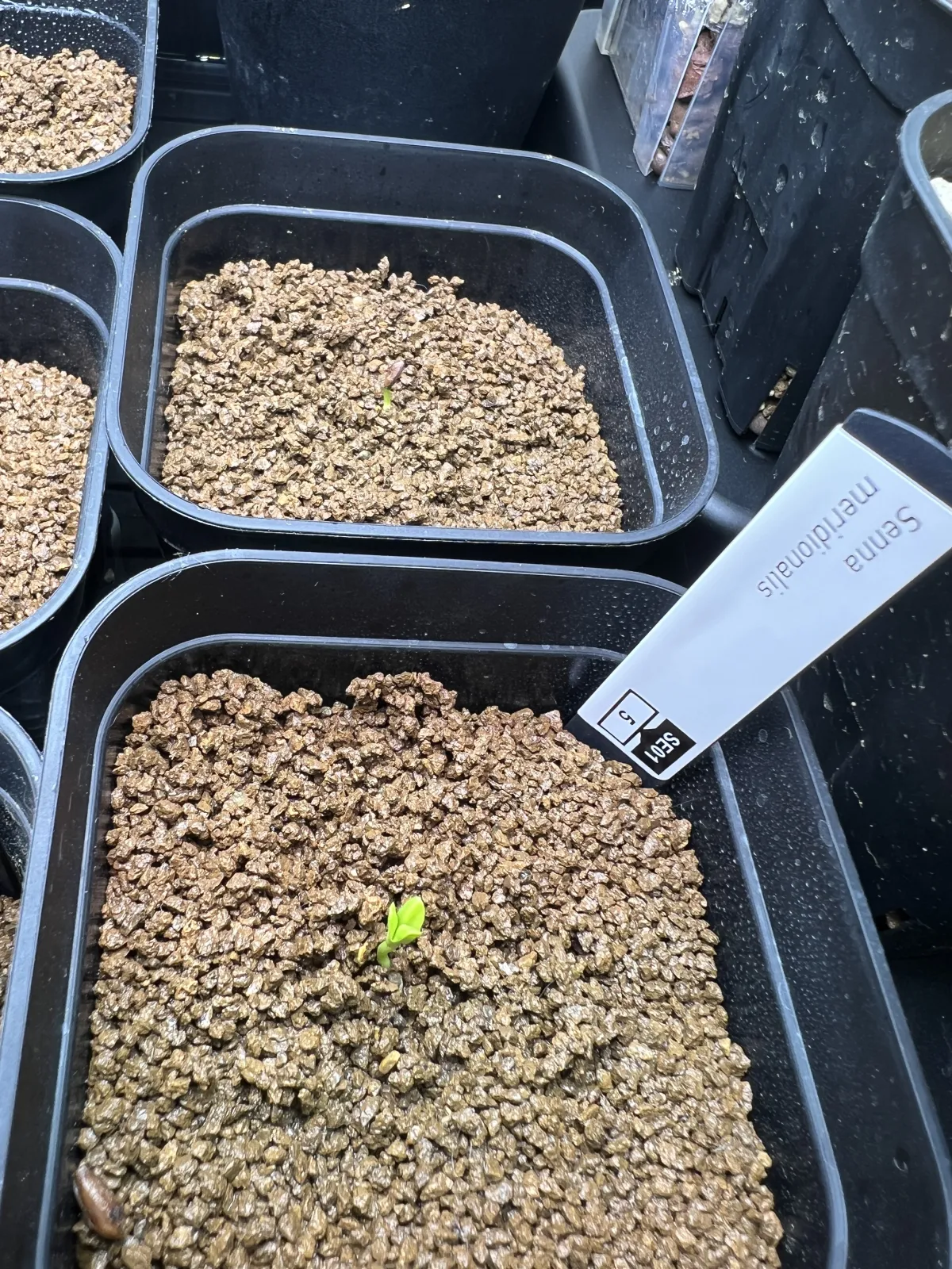 Senna meridionalis (センナ メリディオナリス)