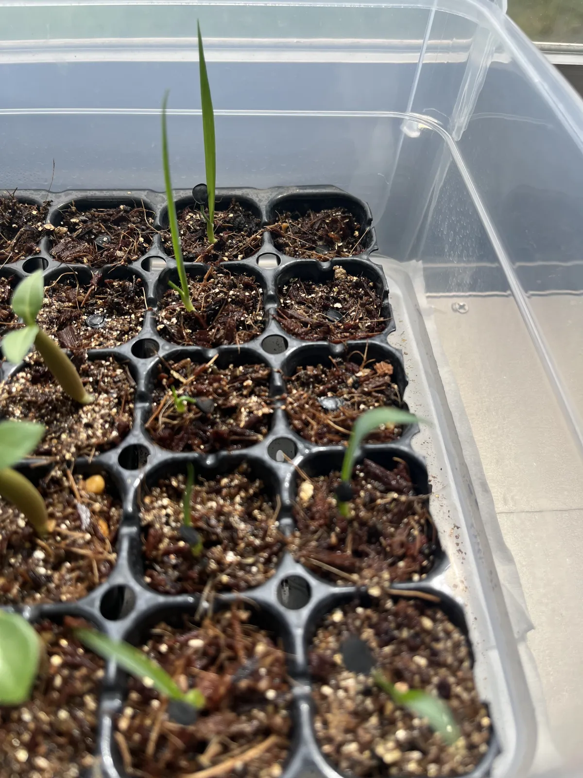 Yucca rostrata (ユッカ ロストラータ)