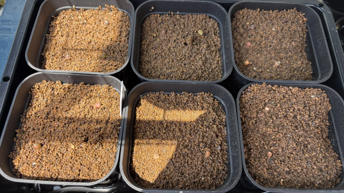 Astrophytum asterias var. nudum (アストロフィツム 瑠璃兜)