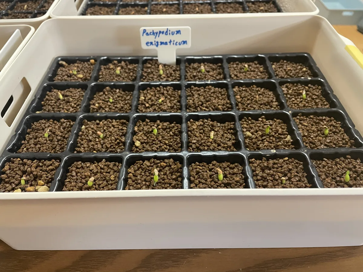 Pachypodium enigmaticum (パキポディウム エニグマチカム)