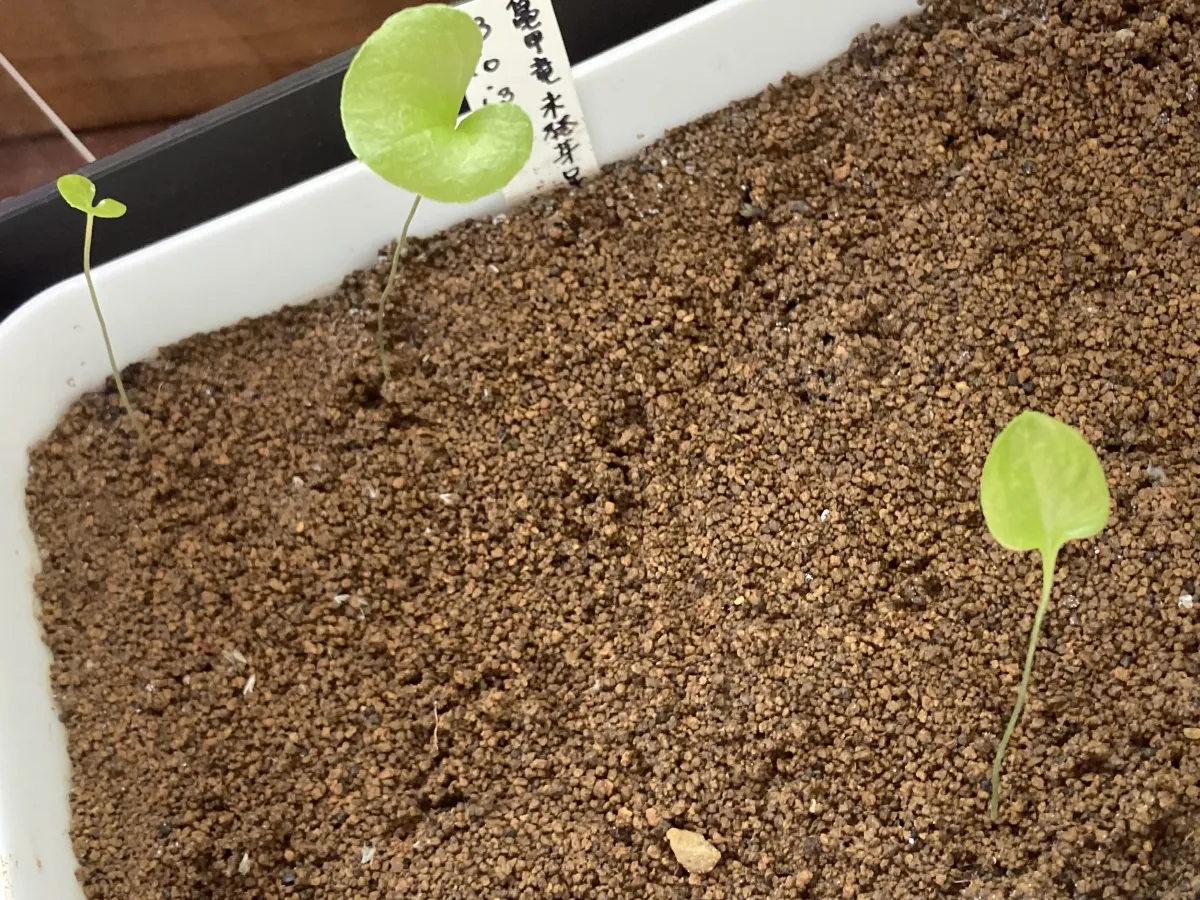 [チャレンジ種子] 亀甲竜 Dioscorea elephantipes ディオスコレア エレファンティペス 未発芽ロット