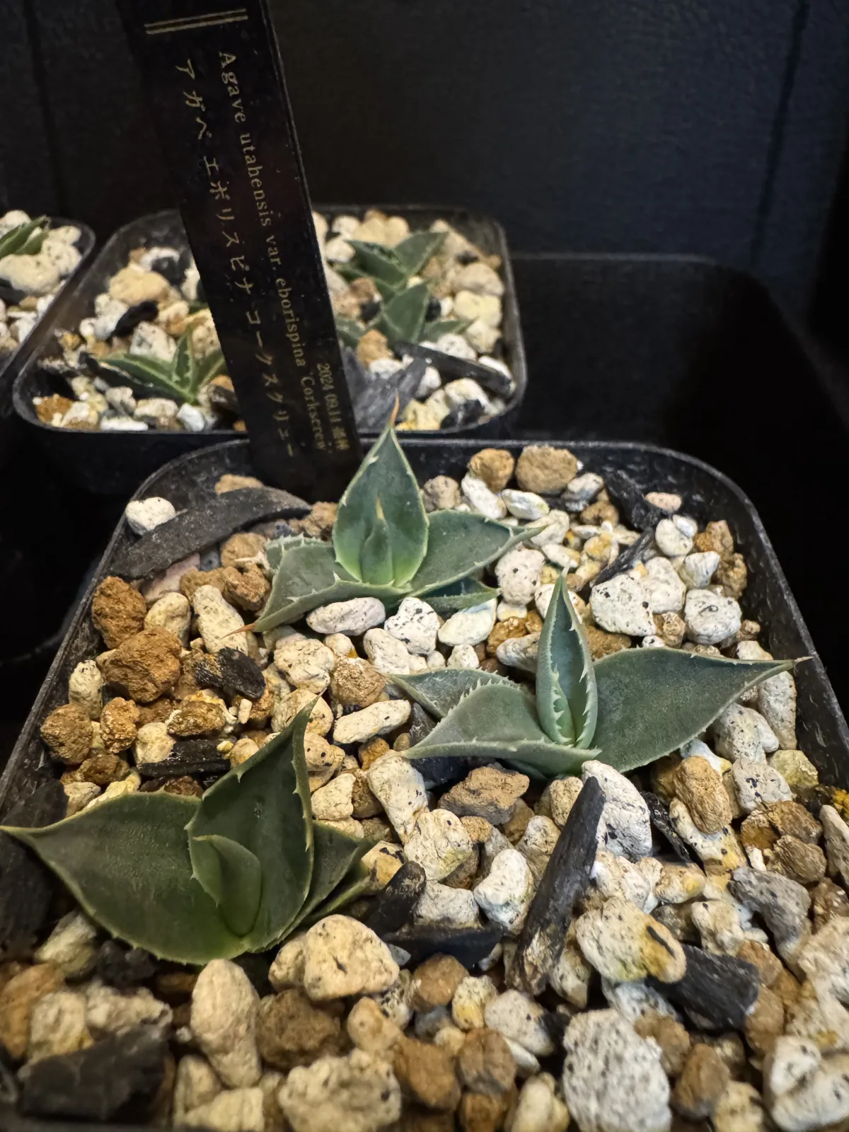 Agave utahensis var. eborispina 'Corkscrew' (アガベ ユタエンシスコークスクリュー)