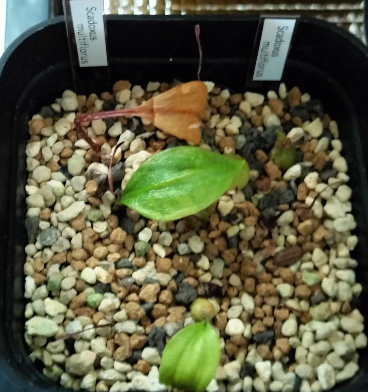 Scadoxus multiflorus (スカドクサス マルチフローラス 発根)