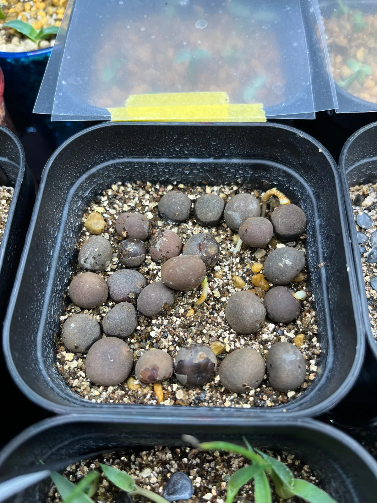 Brahea armata (ブラヘア アルマータ)