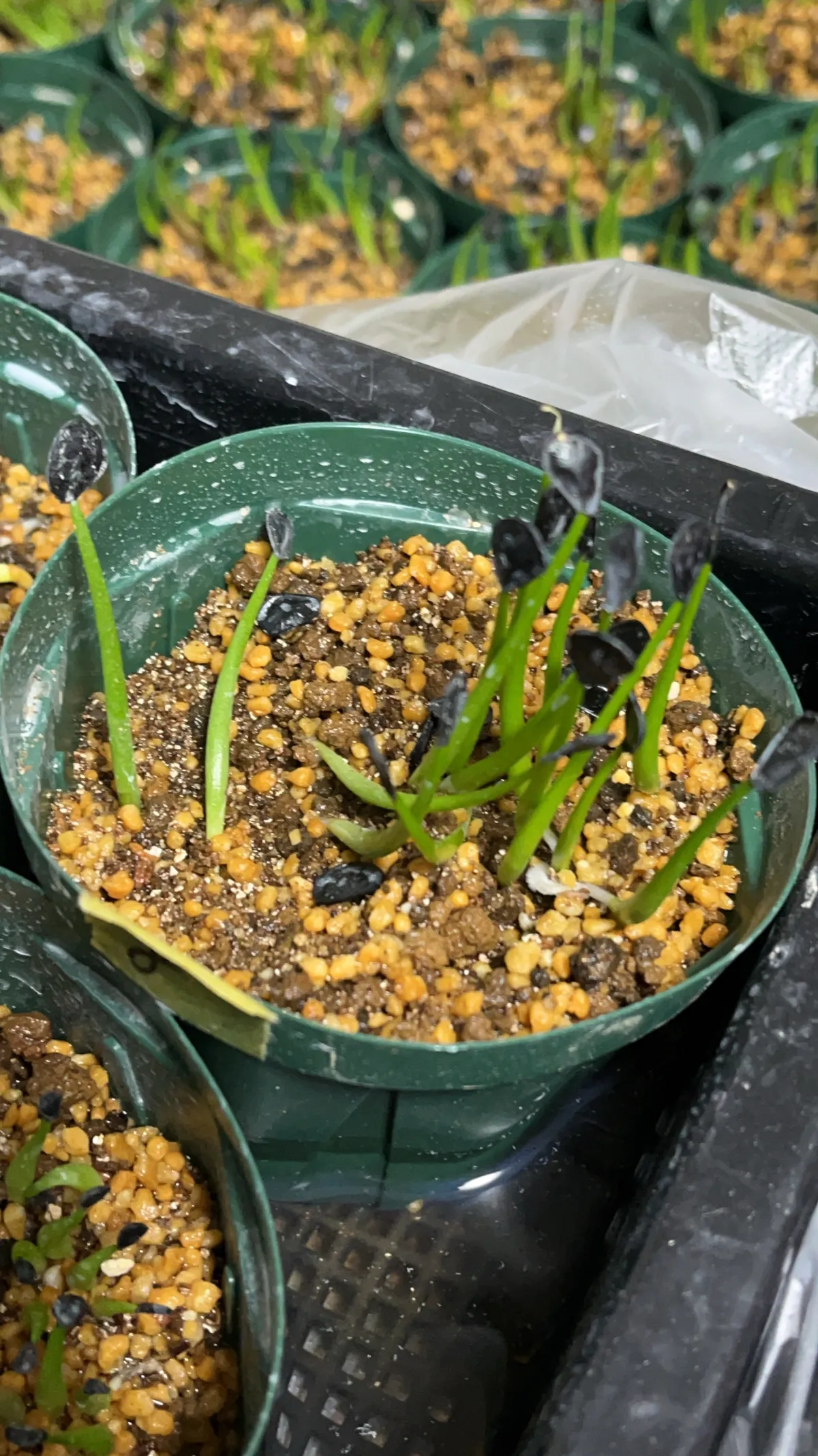 Agave mapisaga (アガベ マピサガ)