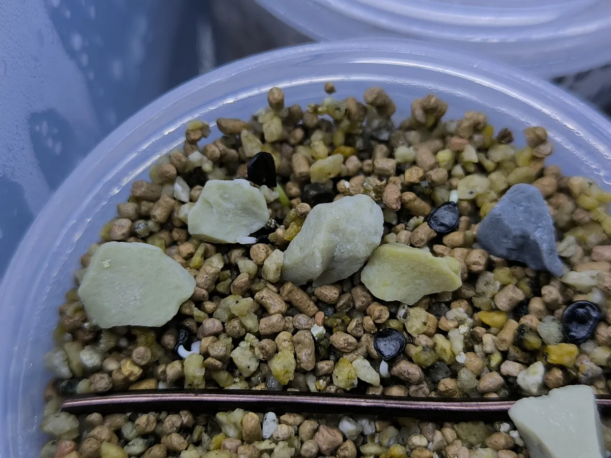 Agave utahensis var. eborispina 'Hayford' (アガベ エボリスピナ ヘイフォード)