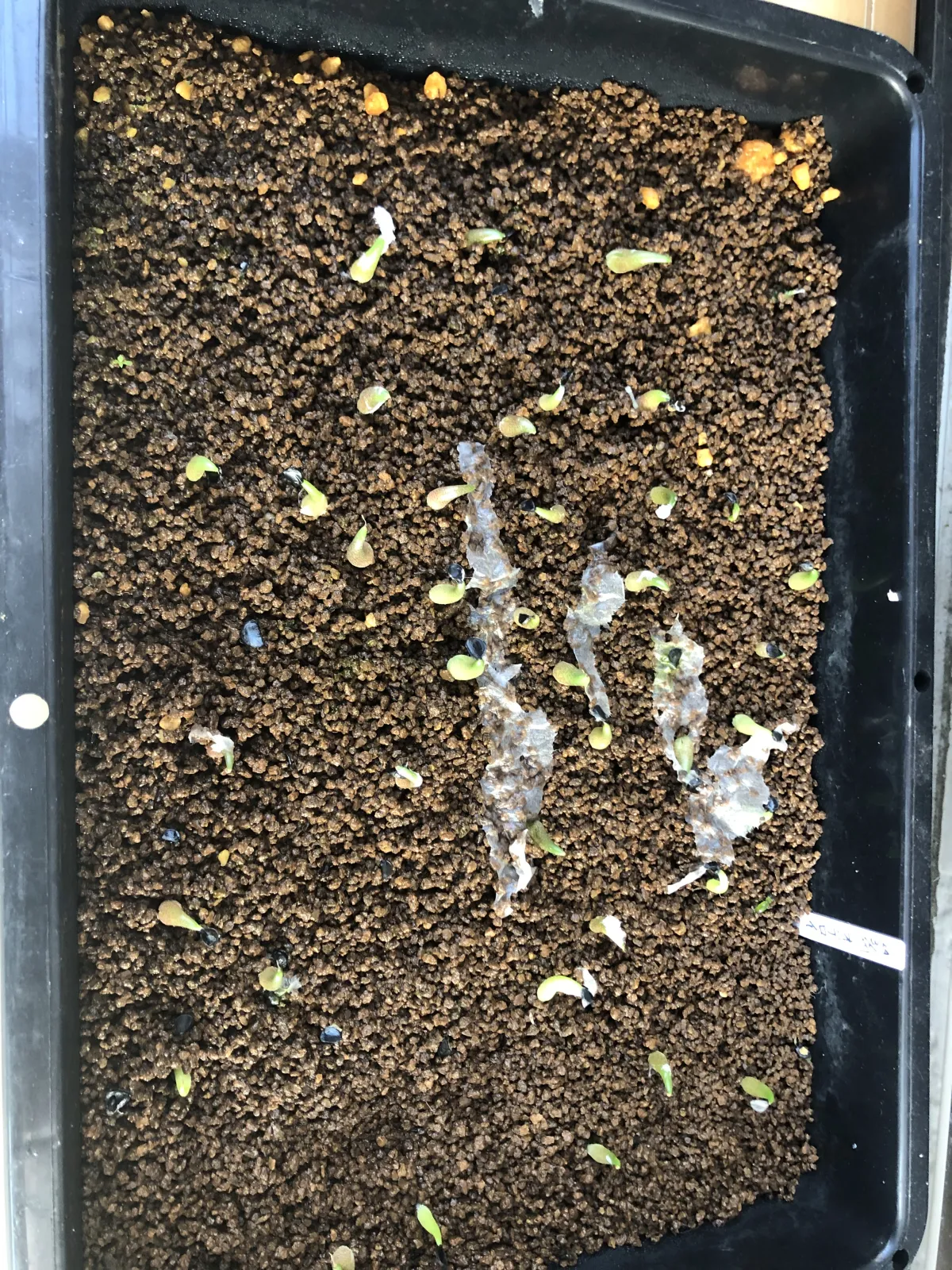 Agave oteroi (アガベ オテロイ)