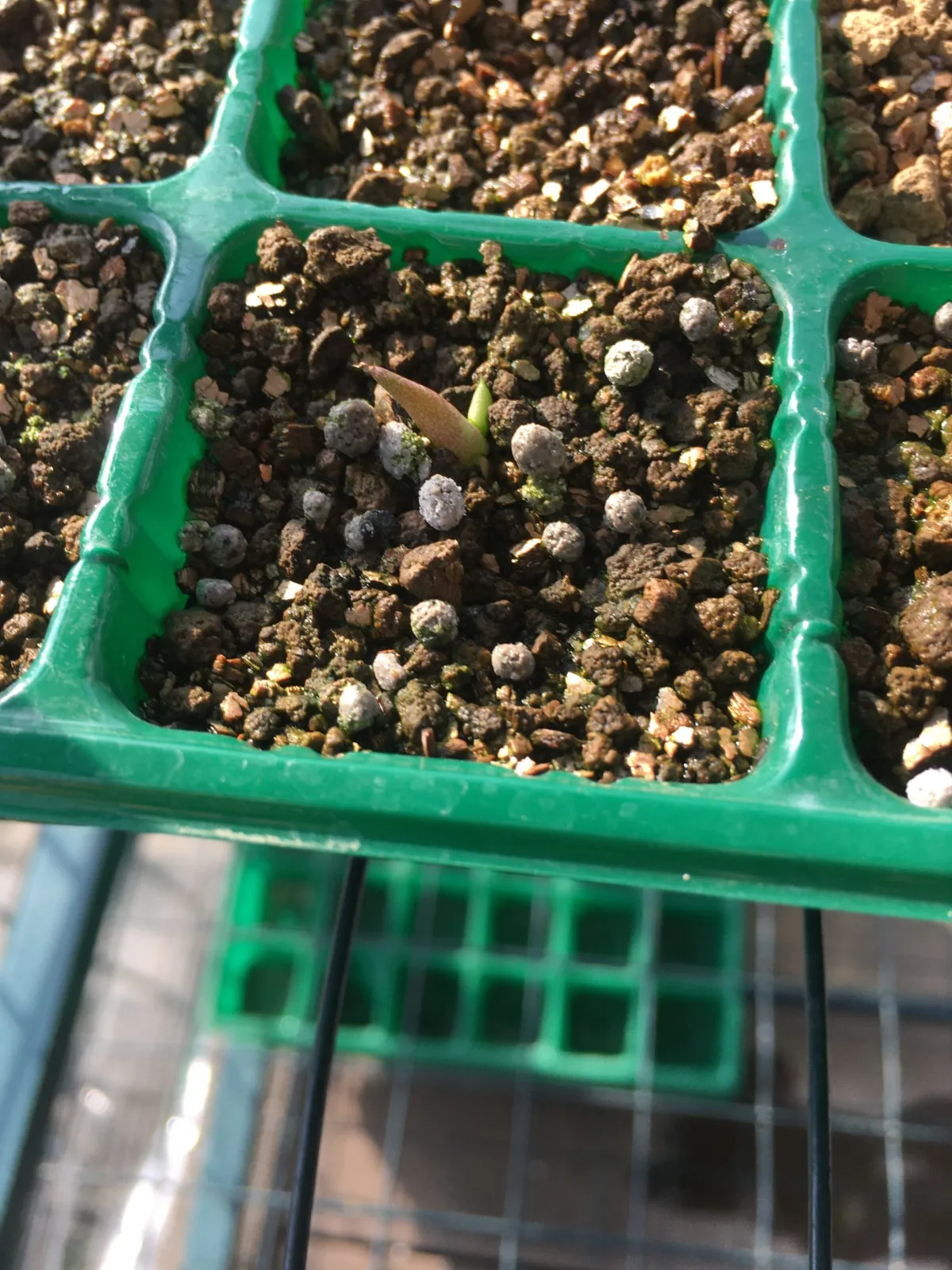 Agave filifera (アガベ フィリフェラ)