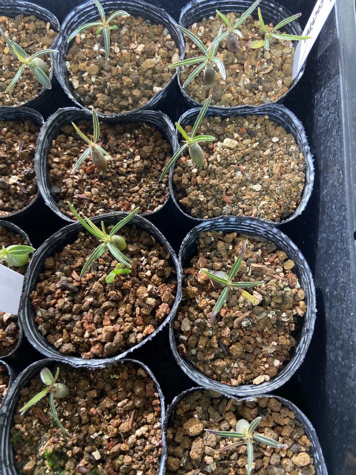 Pachypodium rosulatum ssp. cactipes (パキポディウム カクチペス)