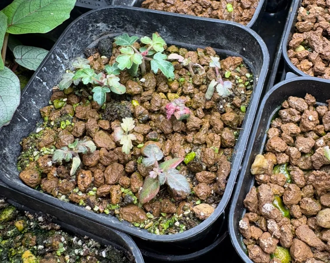 Pachycormus discolor var. veatchianus (パキコルムス ディスカラー ビーチアナス)