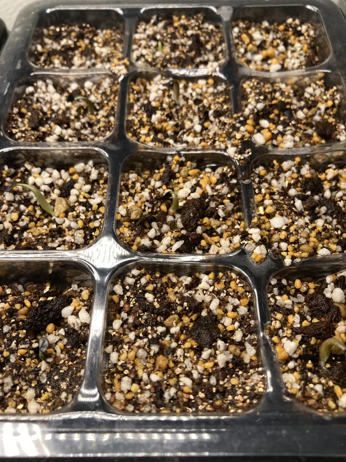 Agave kerchovei (アガベ ケルチョベイ)