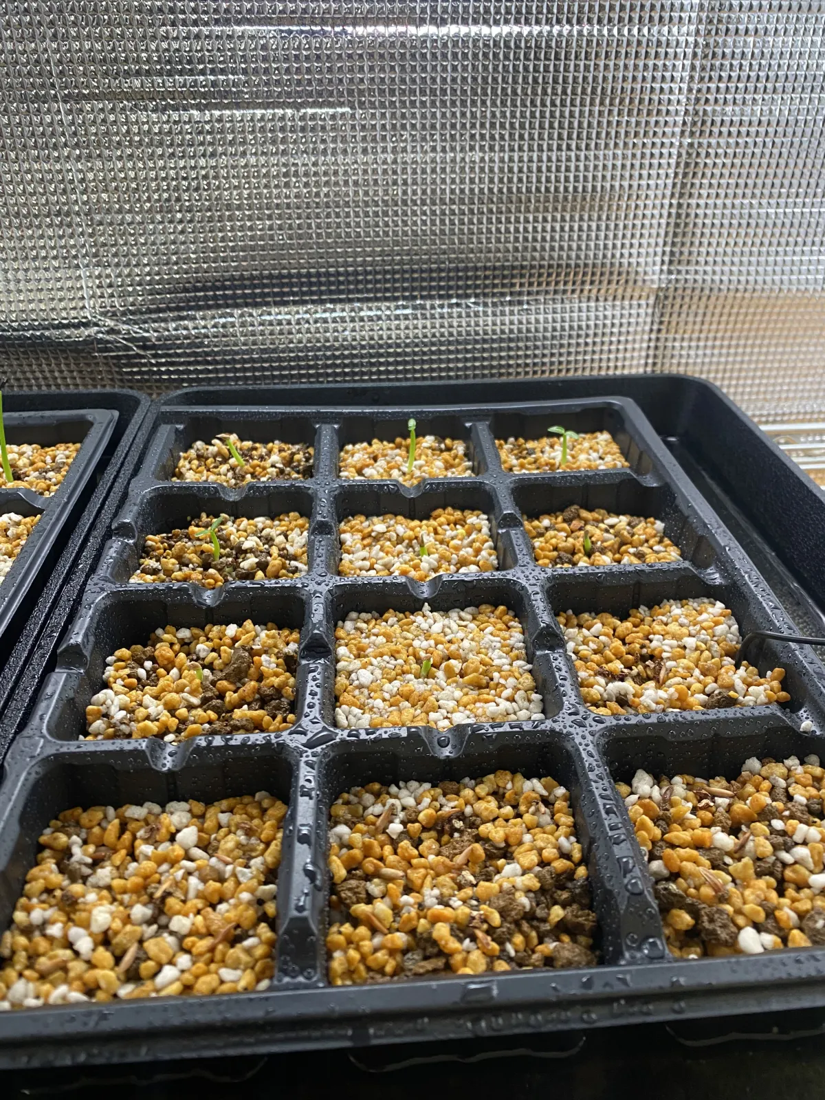 Pachypodium rosulatum var. gracilius (パキポディウム グラキリス)