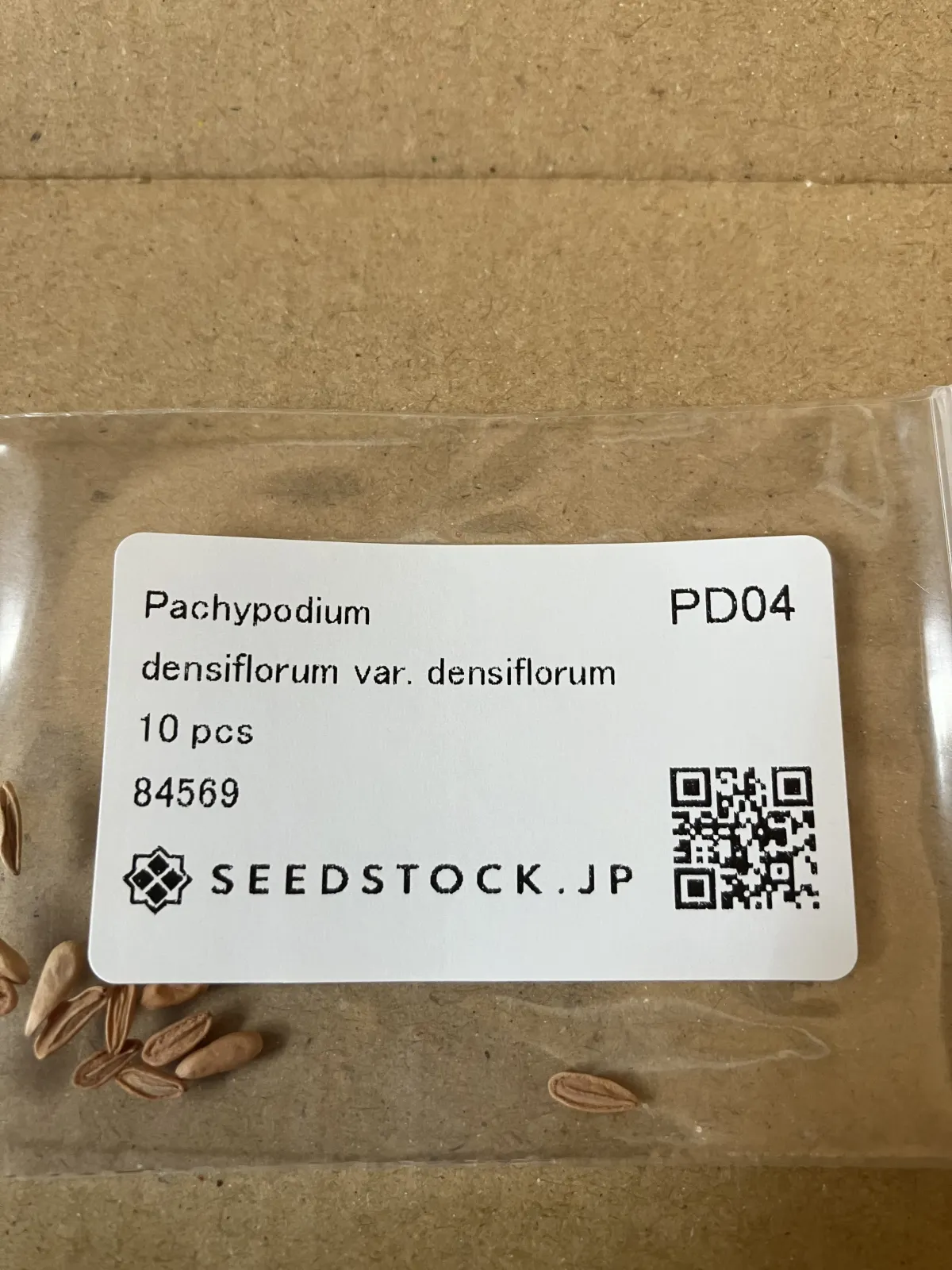 Pachypodium densiflorum var. densiflorum (パキポディウム デンシフローラム)