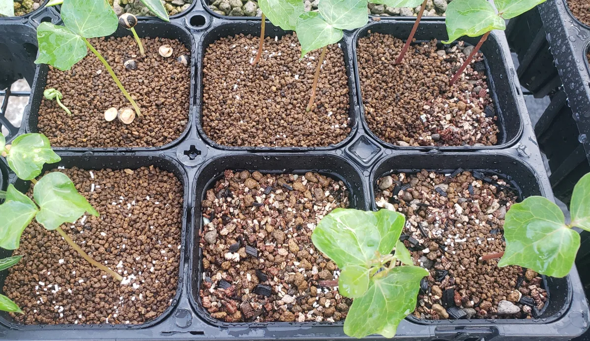 Commiphora mildbraedii (コミフォラ ミルドブラエディ ブラックバーク)