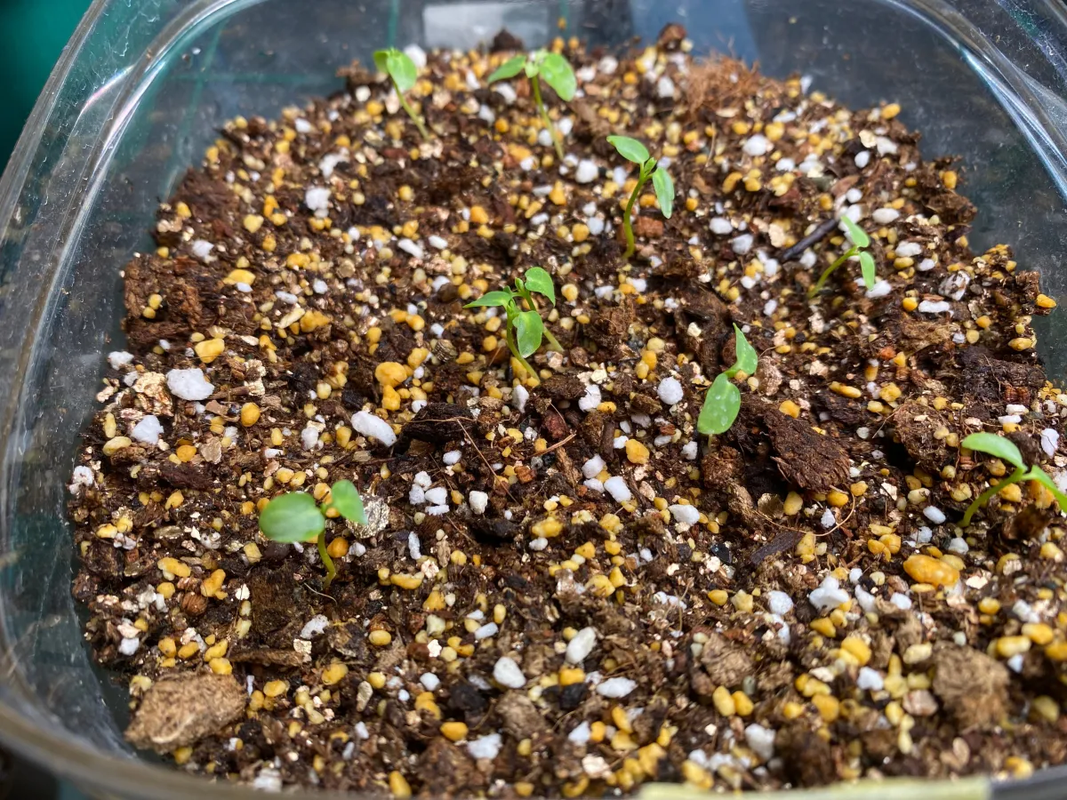 Aristolochia leuconeura (アリストロキア レウコネウラ)