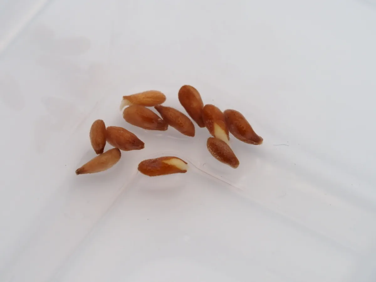 Pachypodium bispinosum (パキポディウム ビスピノーサム)