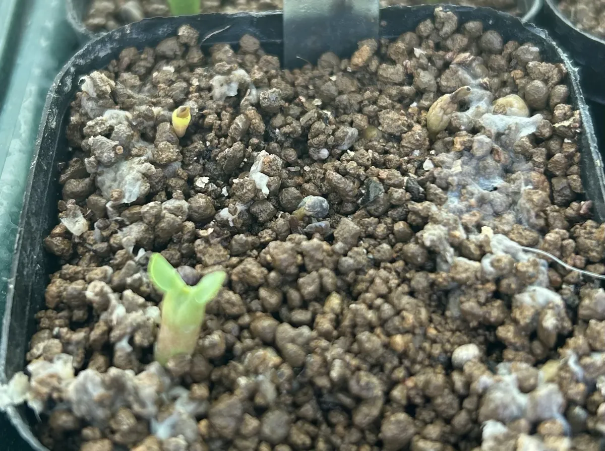 Euphorbia enopla (ユーフォルビア エノプラ 紅彩閣)